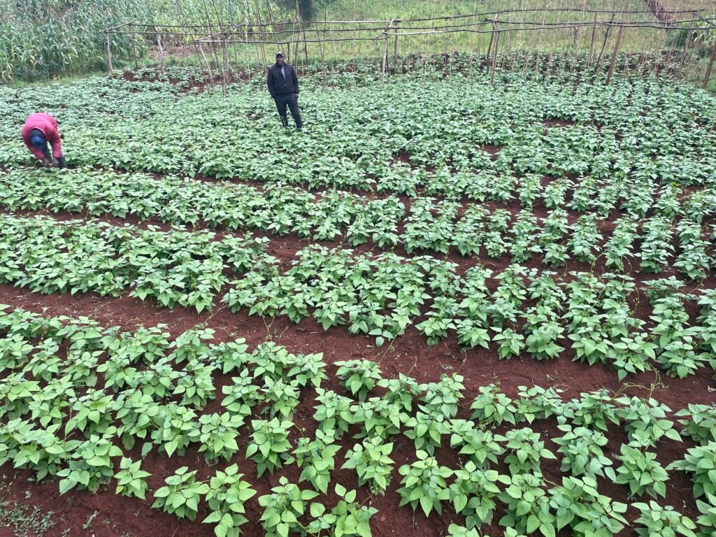 Agriculture and Livestock 