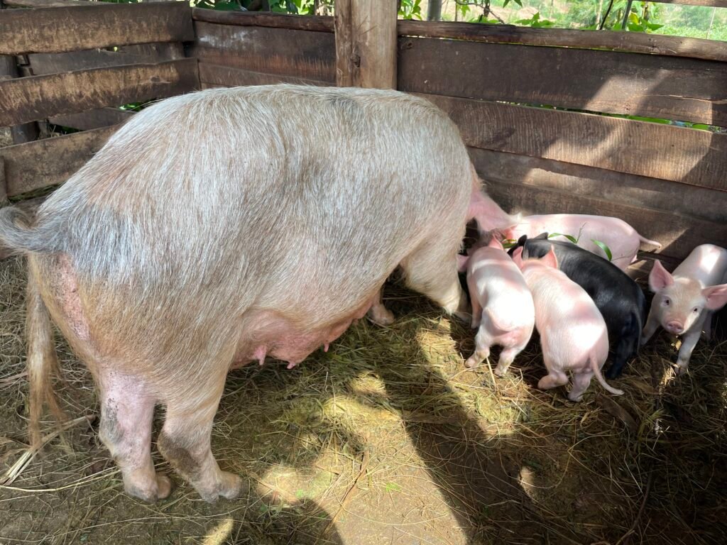 Pigs