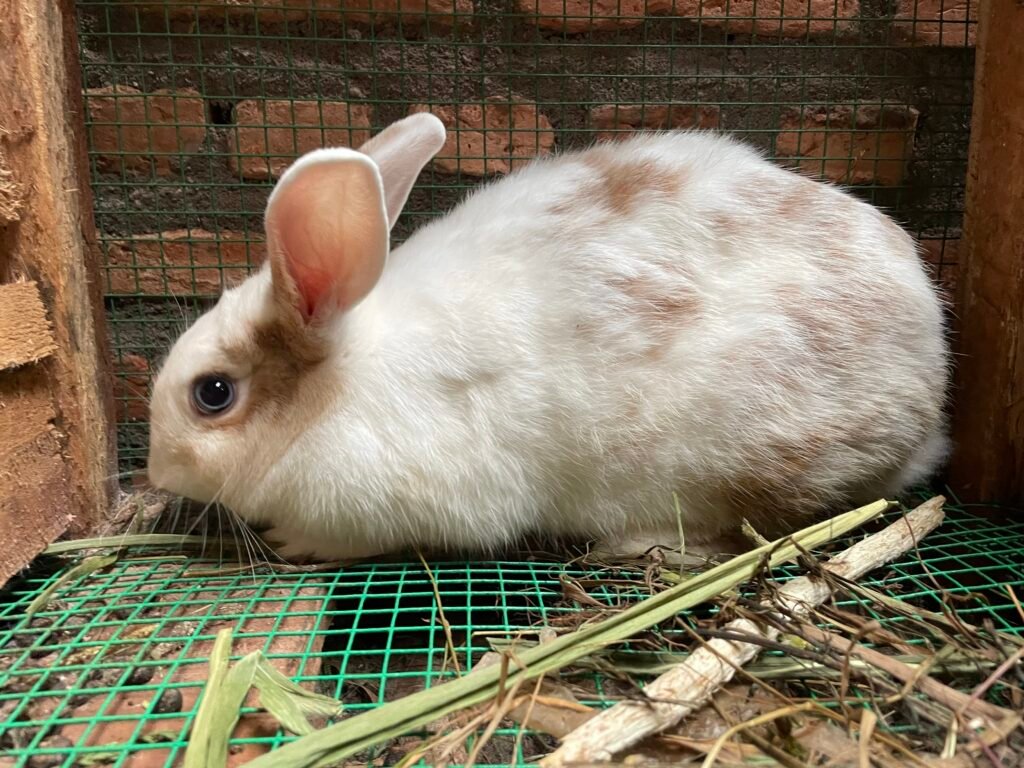 Rabbits